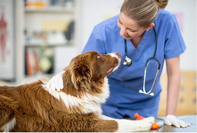 Veterinarian preparing dog for Tibial Plateau Leveling Osteotomy (TPLO)