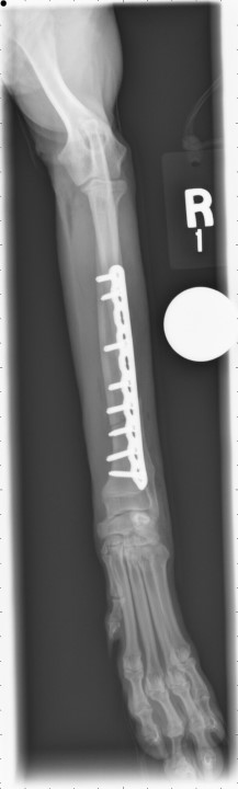 X-ray of dog leg with fractures fixed