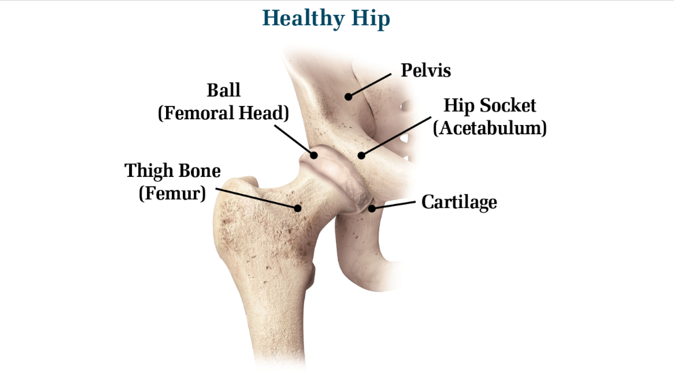 Hip Images | Patient Education Resource | DePuy Synthes
