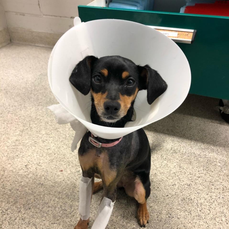 Simone the dog post surgery