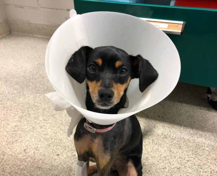 Simone the dog after surgery