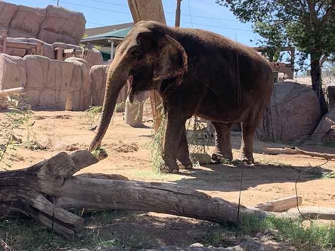 Juno the elephant teaser