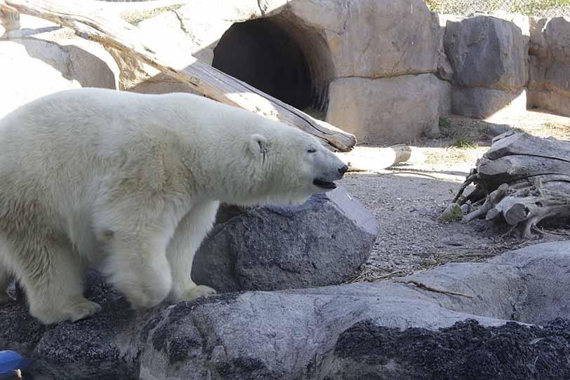 Nora the polar bear teaser image
